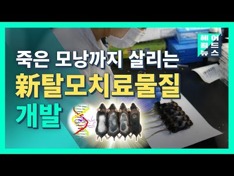 연세대 연구진, 모낭 재생시켜 탈모 막는 물질 개발! 헤어월드뉴스 / 新탈모치료물질