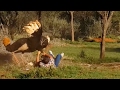 Shocking Moment Ostrich Attacks Man