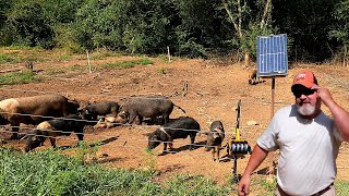How To Train Your Pigs On Electric Fencing