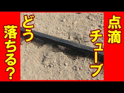 効果的な自家製点滴灌漑を導入するにはどうすればよいですか?自分で組み立てる 5 つ以上の DIY!  庭園