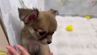 チワワ（ロング）の動画01