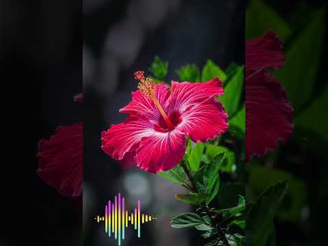 POE ELAMA 'Suamalie a Niu Aati'- Official Audio