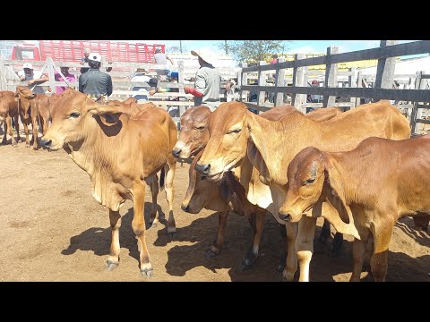 Bezerros apartir de 300 em Dois Riachos Alagoas Feira de gado 30/09/26#nordeste