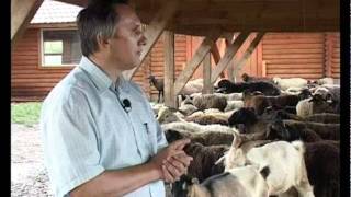 Все об афганских курдючных овцах - Видео онлайн