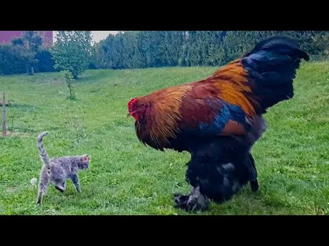 , title : 'Giant Rooster and Cat - Brahma Chicken - Video 4K'