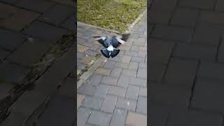 #shorts #pigeon ❤️