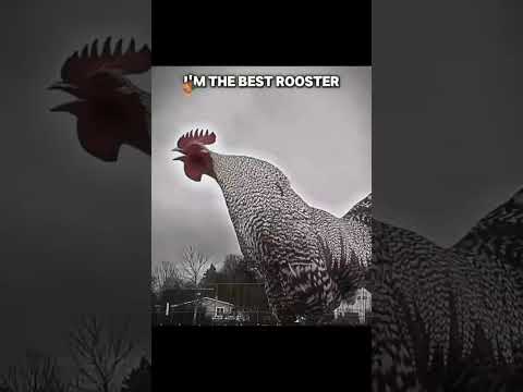 🗿#unbelievable #and 🤯 #impossible #respect #pets🐓.......................#A1 #A2 #A3 #A4 ..