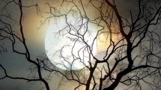 E.S Posthumus - Moonlight Sonata