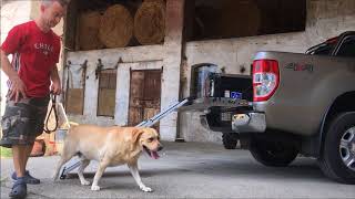 DOG RAMP - prime salite su rampa per auto. DOGWALK3