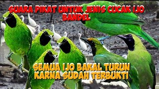 Download lagu asli suara pikat cucak ijo paling brutal untuk burung yang tidak mau turun ke pulut. suara pikat mp3 Download lagu asli suara pikat cucak ijo paling brutal untuk burung yang tidak mau turun ke pulut. suara pikat mp3