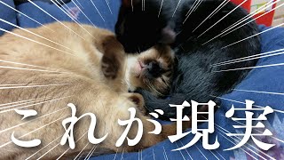子猫正式加入から2ヵ月経った結果がこちら【仲良し大作戦Part5】【保護猫/黒猫&シャム猫/シャムミックス&ノルウェージャンフォレストキャット】 #cat #japanesecat #保護猫