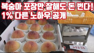 복숭아 수확 후 포장 관리 방법!! 이거 하나만 잘해도 돈 번다!! 그 모든 걸 공개합니다.복숭아 재배의 필…