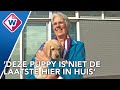 Leidse pleegouder voedde al 15 puppy's op en is nog lang niet klaar - OMROEP WEST