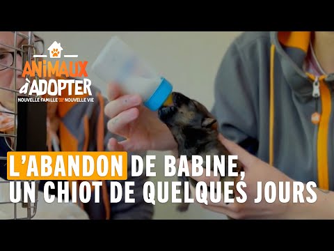 Un bébé chiot est abandonné dans un parc parisien - Animaux à adopter