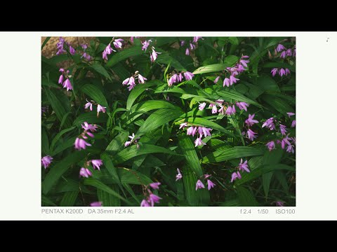 人文社会学科 [ CCD Censor ] PENTAX K200D   DA 35mm F2.4 AL 豊橋キャンパス「花のアルバム」