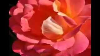 Róże dla przyjaciół ..THE Triffids - Bury Me Deep In Love