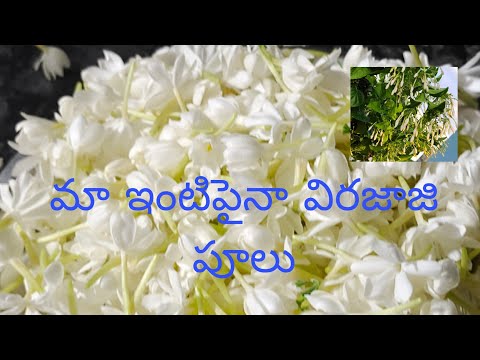 మా ఇంటిపైనా విరజాజి పూలు ఇది ఒకటే చెట్టు అండీ # Jaya terrace Garden viraja ji flower plant#