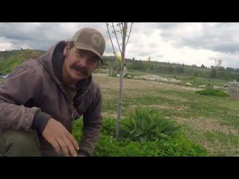 Stop Weeding ! : ABC Acres - Episode #172