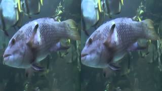 preview picture of video '3D HD Silverton Aquarium'