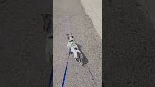 Video preview image #1 Dachshund Puppy For Sale in San Antonio, TX, USA