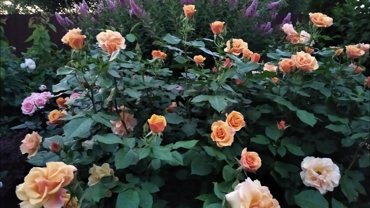 Роза хамелеон Tequila ( Текила ). Оранжевая необыкновенная флорибунда.