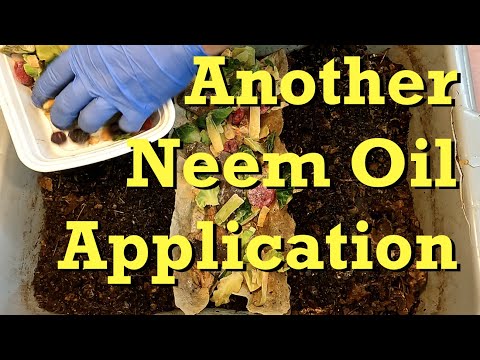 2nd neem oil dose & food for 2 long-starved ANC worm bins - vermicomposting