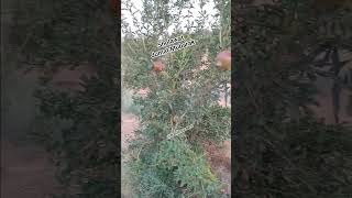 Download lagu jumat Mubarak Mari bersholawat #jumatberkah #jummamubarak #sholawat mp3