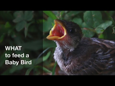 YouTube video about: How long can baby birds go without food?