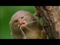 Documentary Nature - Clever Monkeys