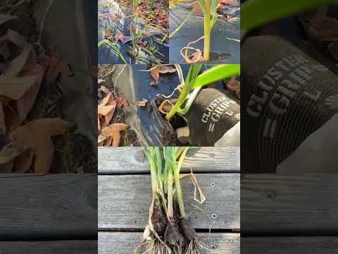 ゾウニンニク 植物