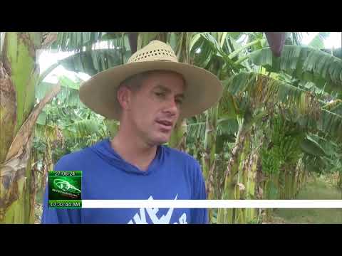 Cuba: Campaña de Primavera en Pinar del Río