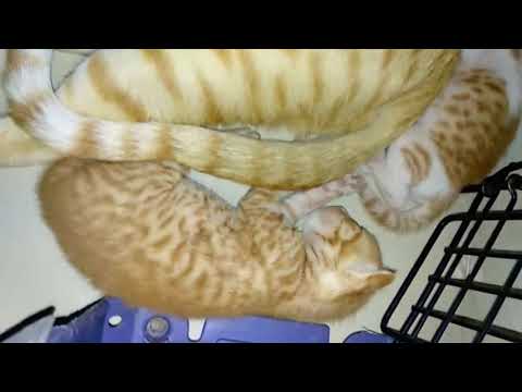 Newborn kittens | mom cat grooming and caring her newborns | so adorable