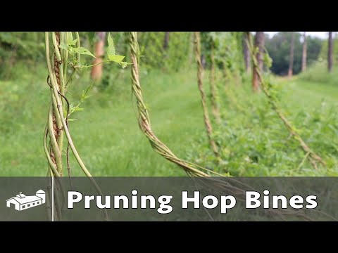 download lagu mp3 mp4 Hop Bines, download lagu Hop Bines gratis, unduh video klip Hop Bines