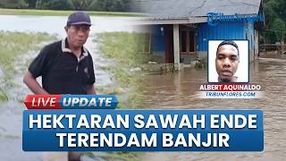 Dilanda Banjir, Puluhan Hektar Sawah di Tou Timur Enda Terendam, Petani Terancam Gagal Panen