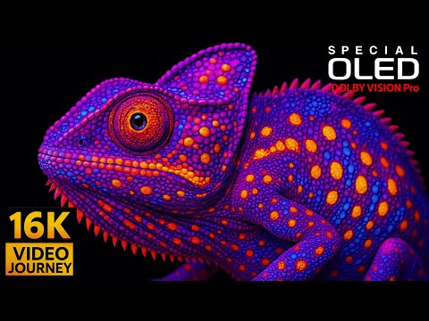 Heaven Of All 4K Videos | Dolby Vision HDR 4K 50fps (8K / 4K TV)
