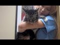 My Cat HATES The Vet 7 14 12