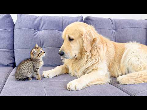 YouTube 썸네일