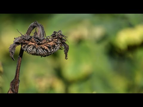 Record summer 2022: German Weather Service takes stock