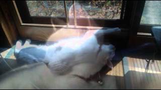 Stray Cat Blues / Johnny Winter