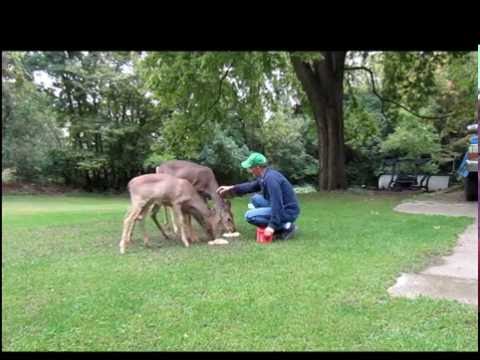 Ep 1:  Feeding my deer friends :-)  Oct 2016