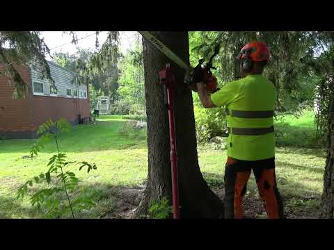 Miehekkään kokosia kuusia