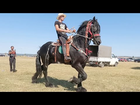 Armăsarii domnului Cristea Nicu de la  Bogei - Bihor 2021