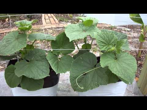 Starting a Grow Bag Garden with Coco Coir Part 5 Cucumber Update #2