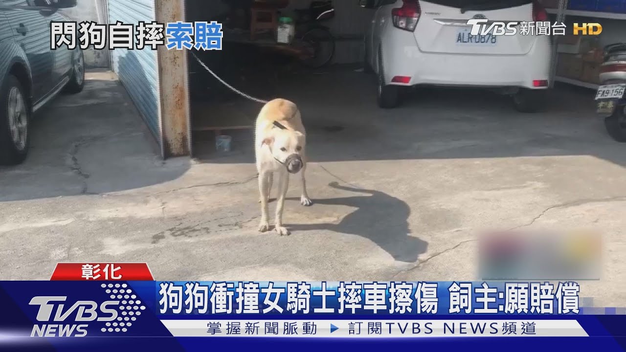 狗狗衝撞女騎士摔車擦傷 飼主:願賠償