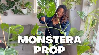 Some plant chores + a big Monstera propagation
