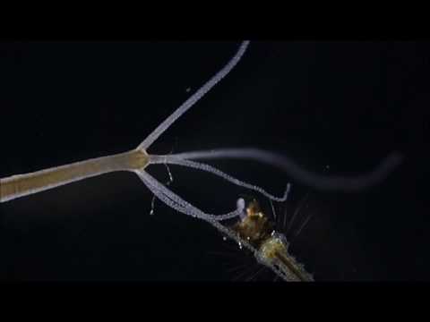 Hydra catching and eating a Mosquito larva