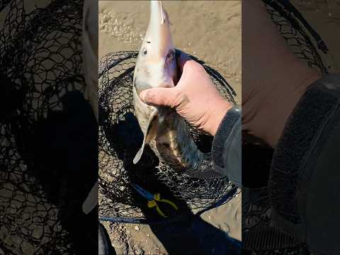 Fishing #fishing #shorts #riverfishing