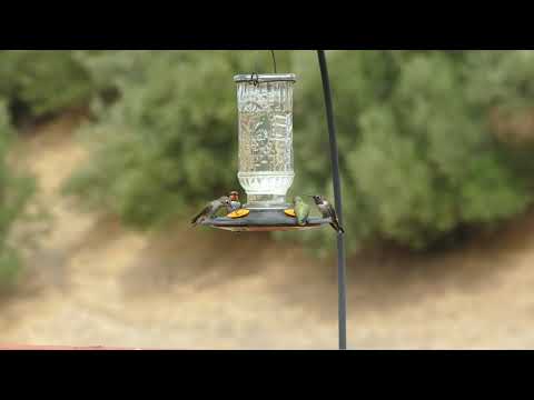 Busy Evening At The Hummingbird Feeder