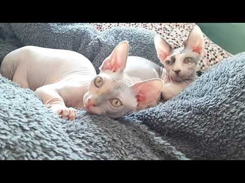 Sphynx bombino kittens - Image 2