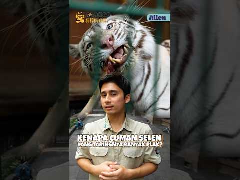 PERBEDAAN SELEN DENGAN HARIMAU LAIN SAAT MEMBERSIHKAN GIGI & TARINGNYA!